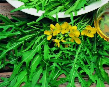 Wild Rocket