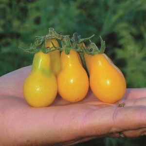 Yellow pear tomato
