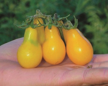 Yellow pear tomato