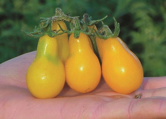 Yellow pear tomato