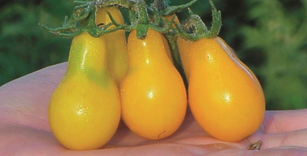 Yellow pear tomato