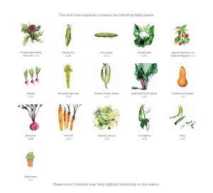 allotment garden june contents