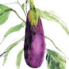 aubergine
