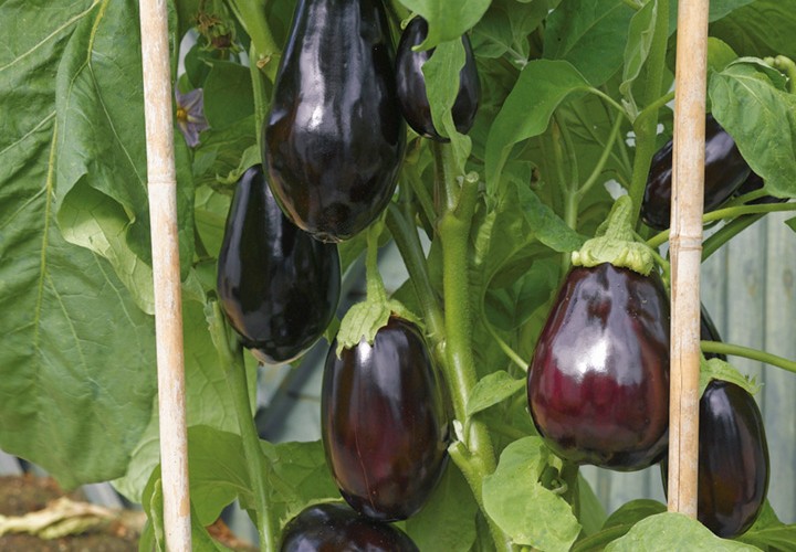 aubergine