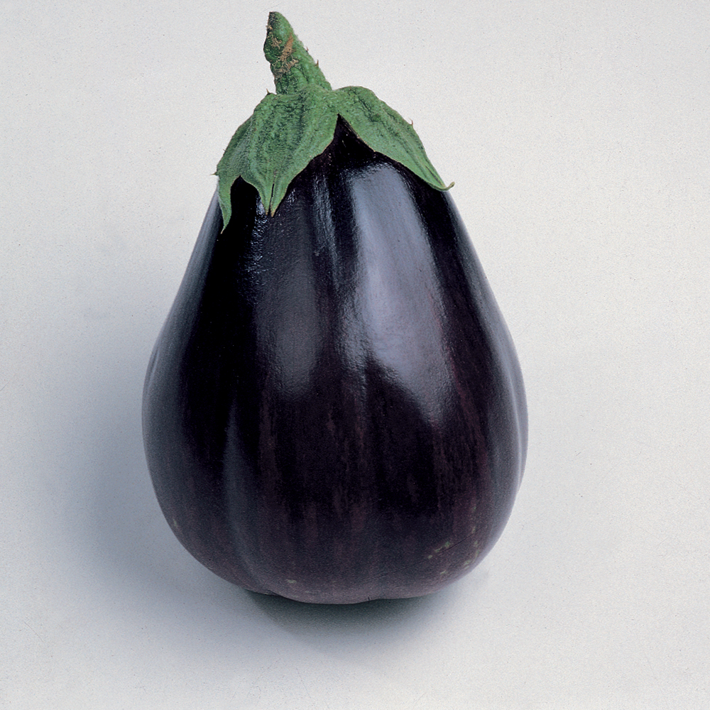 aubergine