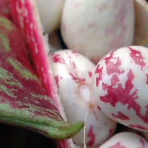 borlotti bean
