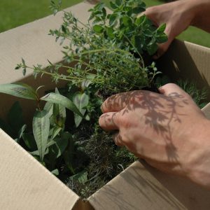 compact herb garden arriving