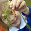 schoolchildren growing veg