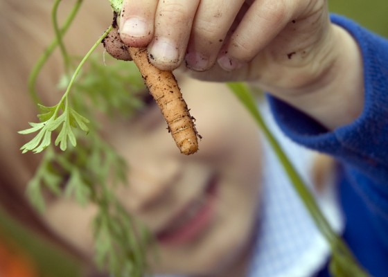 schoolchildren growing veg