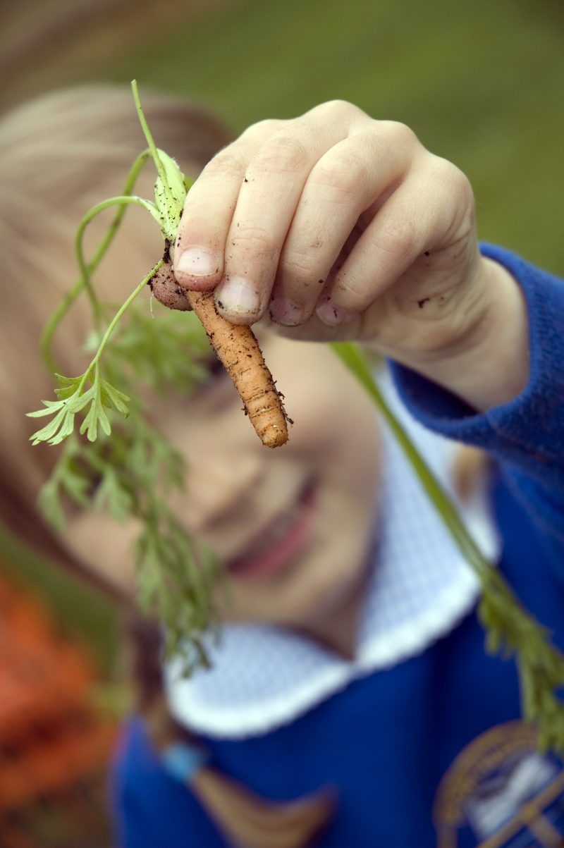 schoolchildren growing veg