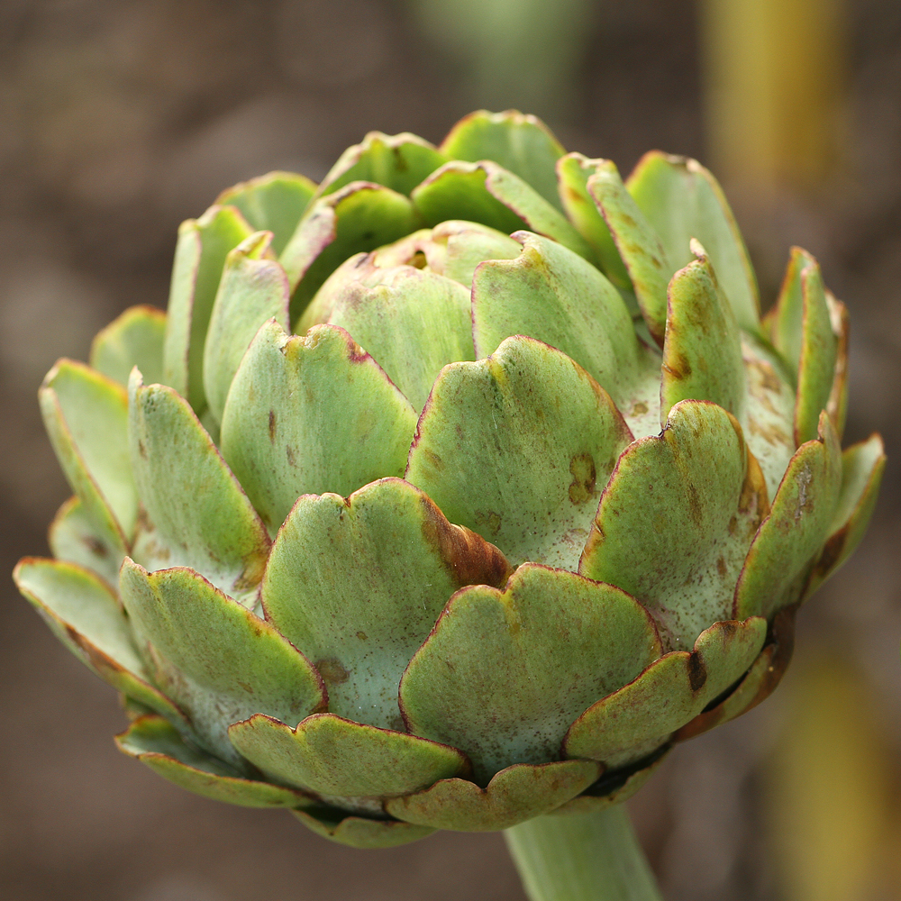 green-globe-artichokes-rocket-gardens