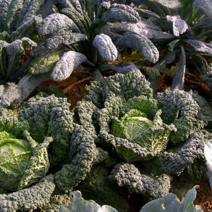 large year round veg patch