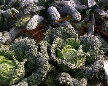 large year round veg patch