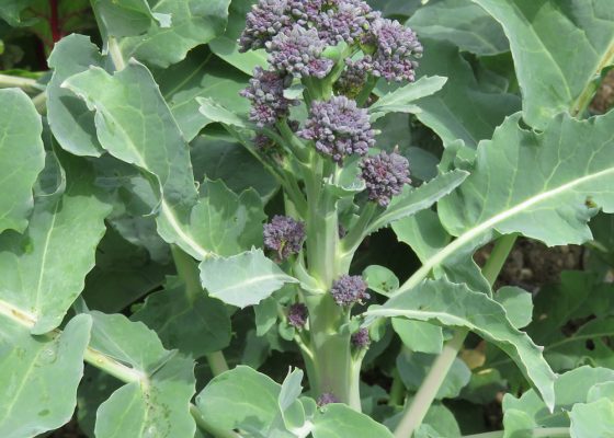 purple sprouting broccoli