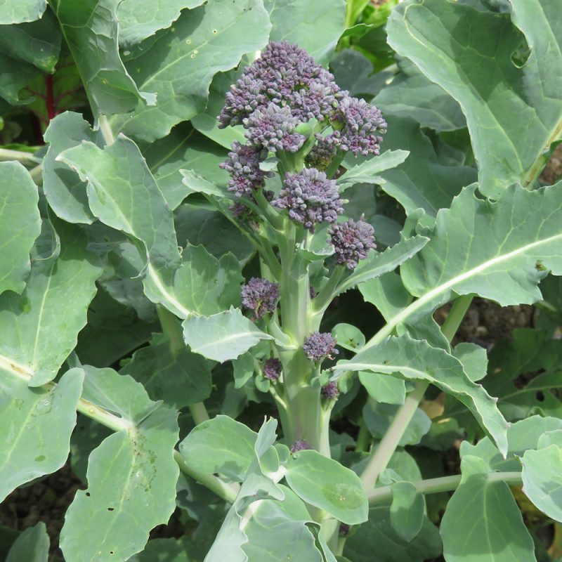 purple sprouting broccoli