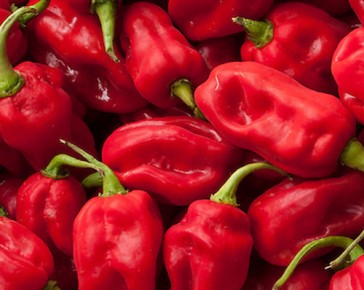 scotch bonnet pepper