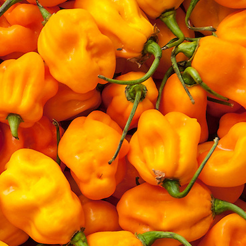 scotch bonnet pepper