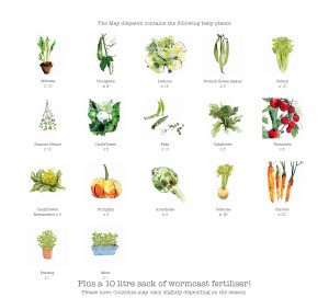 small constant garden may contents