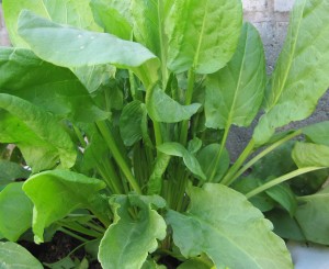 sorrel