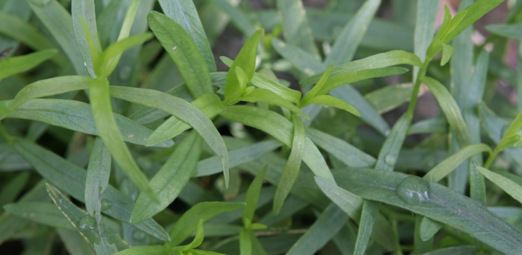 tarragon