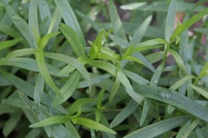 tarragon