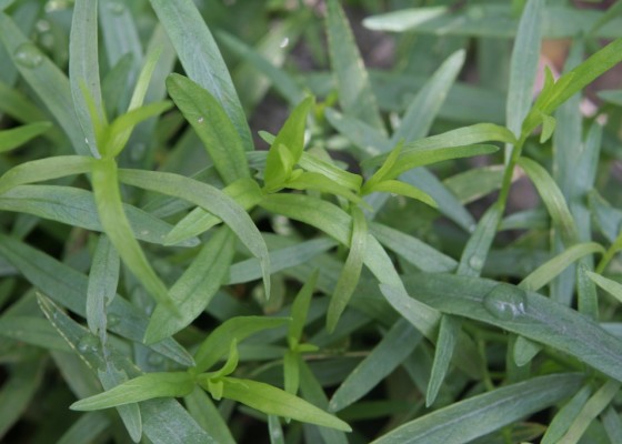 tarragon