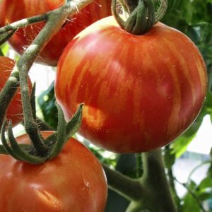 tigerella tomato