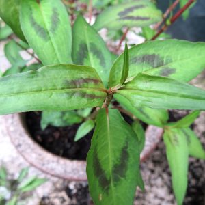 vietnamese coriander