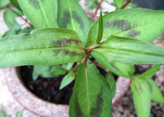 vietnamese coriander