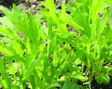 Wild Rocket