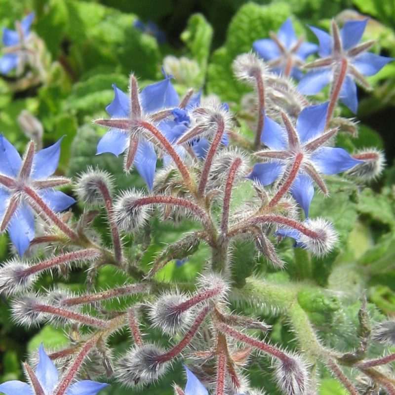 Borage