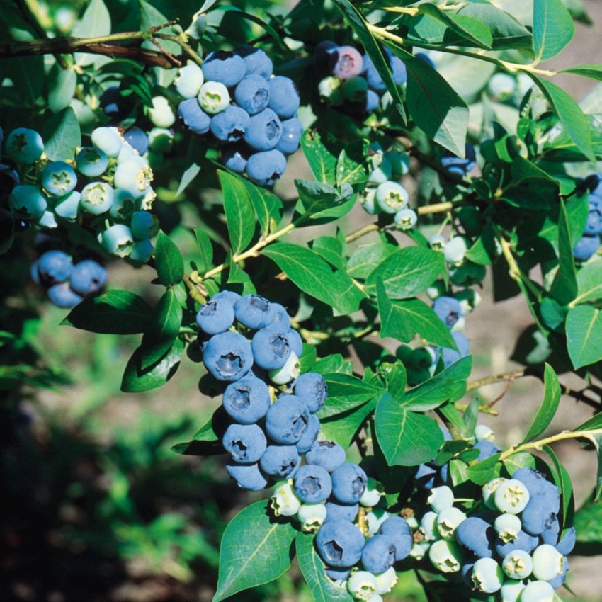 Blueberry Plant Chandler (Potted)