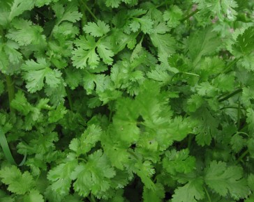 Coriander