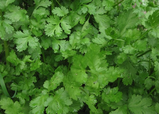 Coriander