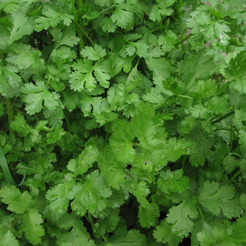 Coriander