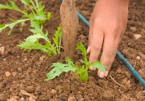 cover with soil