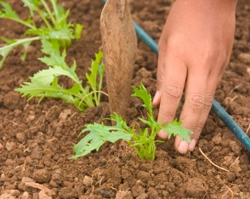 cover with soil