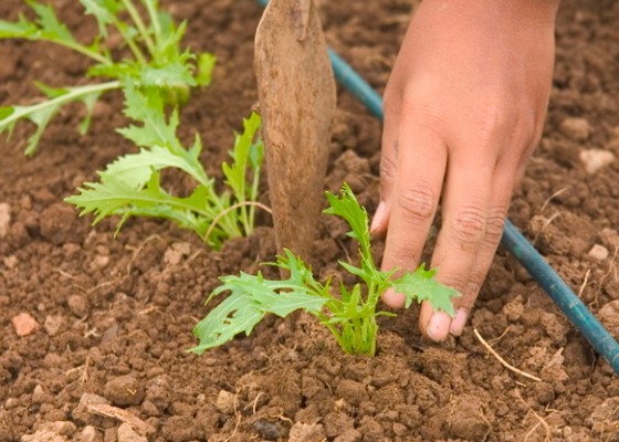 cover with soil