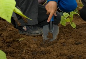 dig a hole