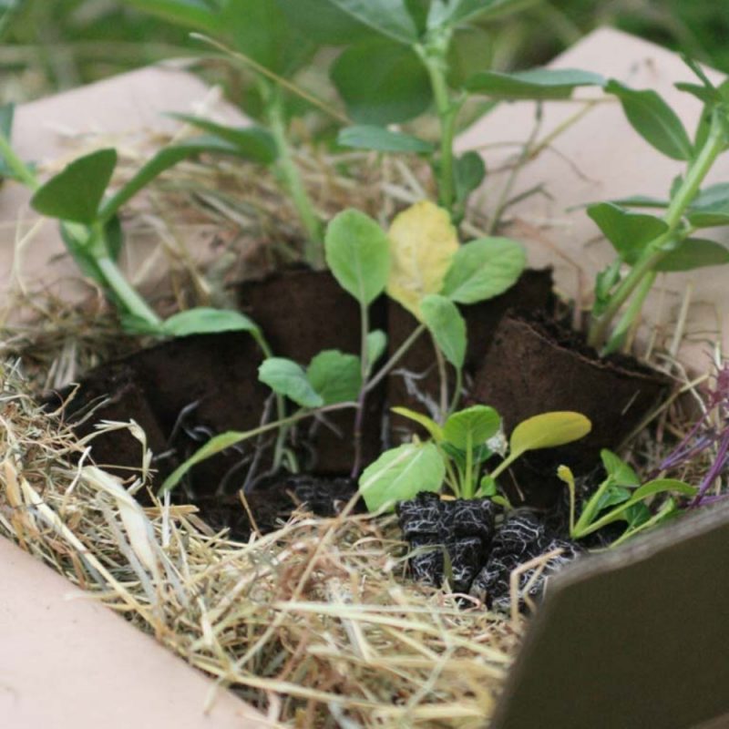 plant selection