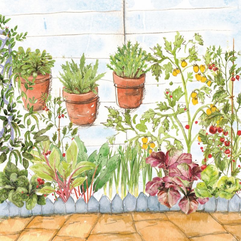 salad patch