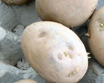 Chitting potatoes