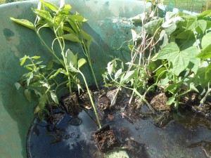 watering seedlings