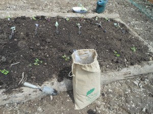 planting