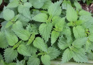 stinging nettles