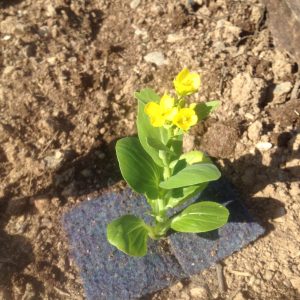 Pak Choi bolted