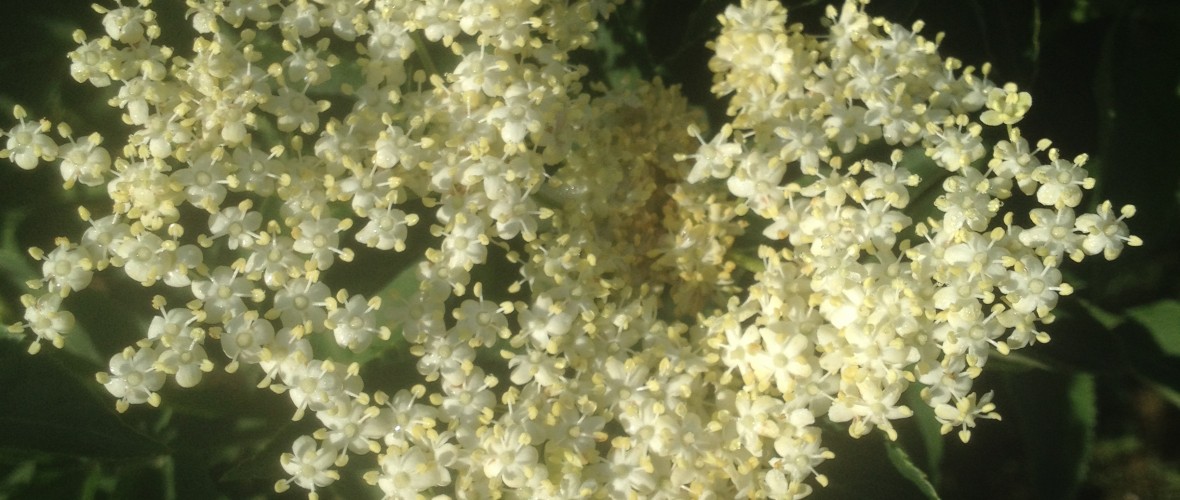 Elderflower