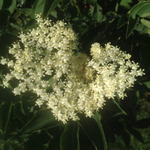 Elderflower