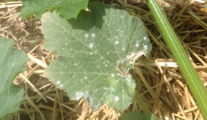 mildew