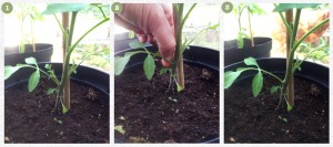 How to pinch out tomatoes